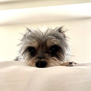 Meet your Posher, Marie